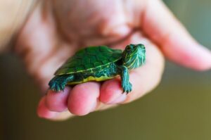 green baby turtle